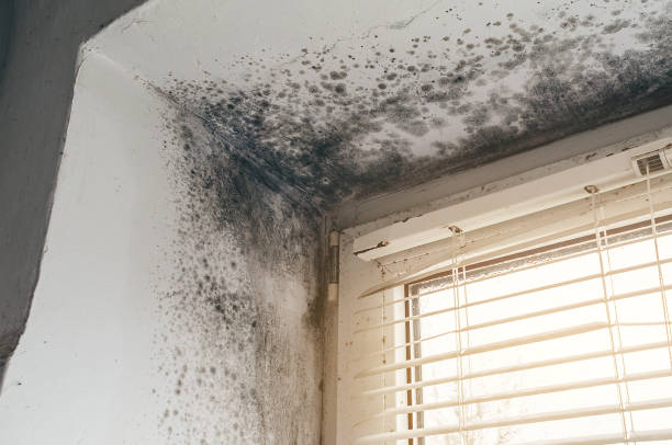 Mold Removal service in Salisbury